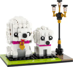 VIP dog