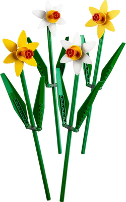The daffodils