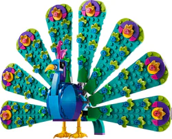Foreign peacocks