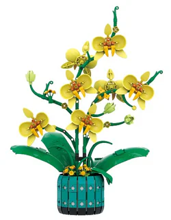 Orchid