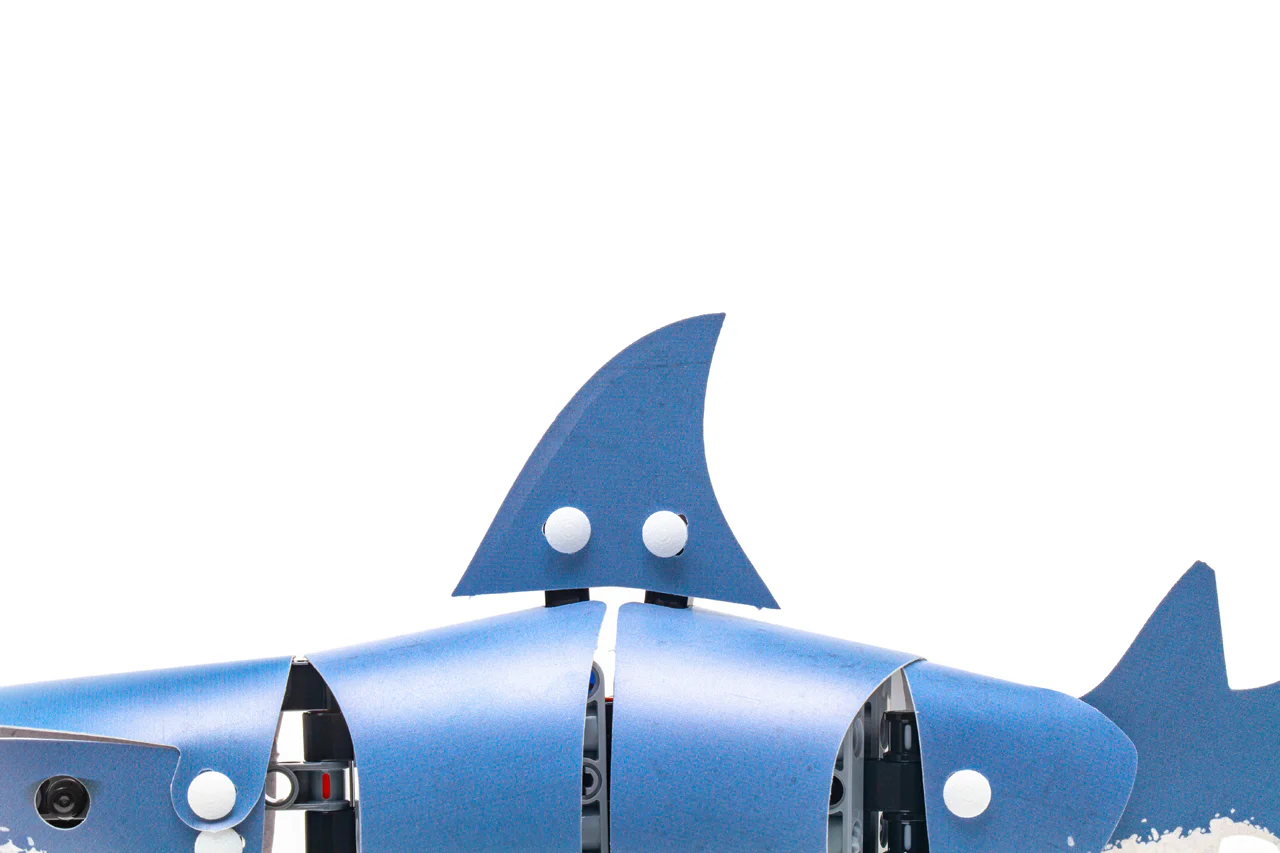 Formosan Sharkskin Tunicate 20090 image 3