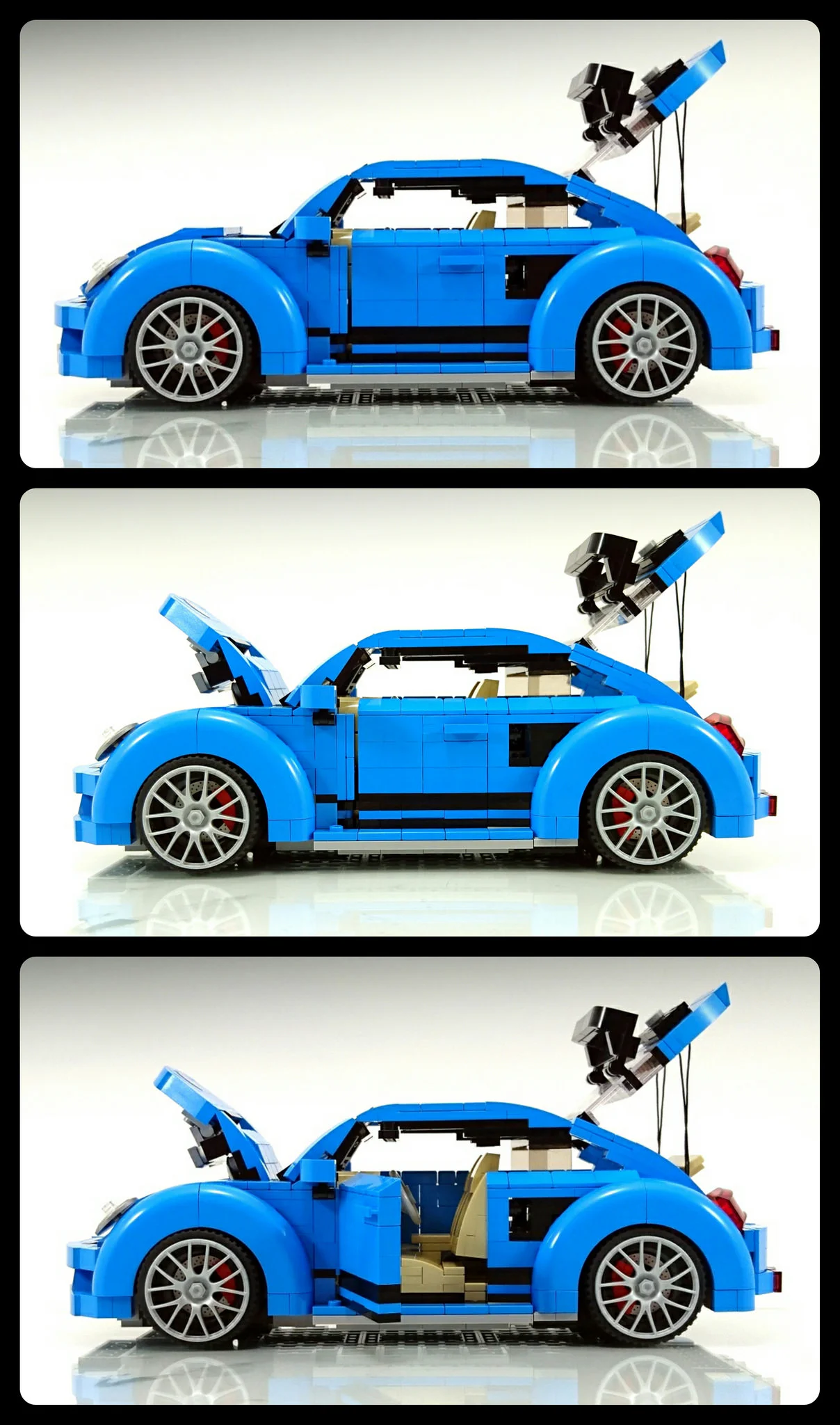 Crustacean shell MOC-22874 image 17