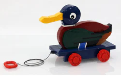 Wood duck