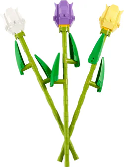 Tulip.