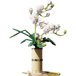 Flower beams: Butterfly orchids