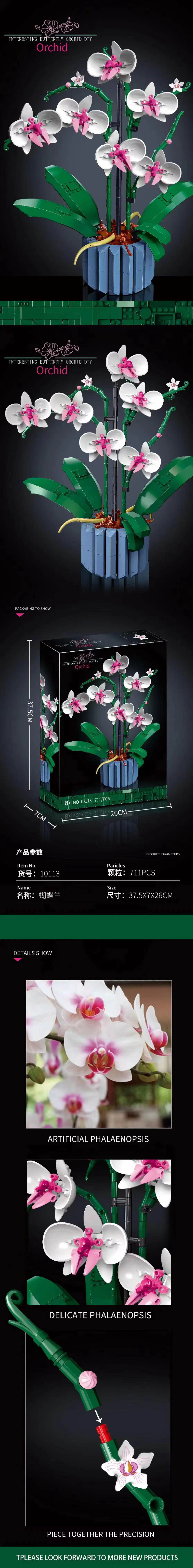 Orchid 无牌 12390 image 2