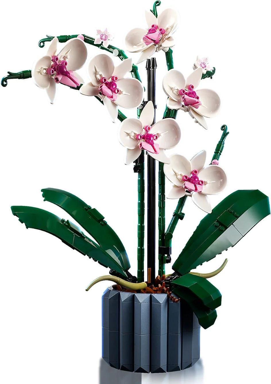 Orchid 无牌 12390 image 4