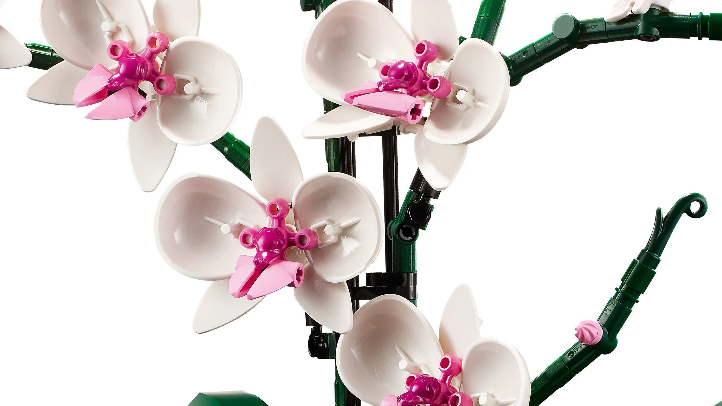 Orchid 无牌 12390 image 5